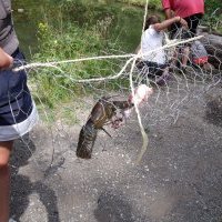 capture de la bête à pinces